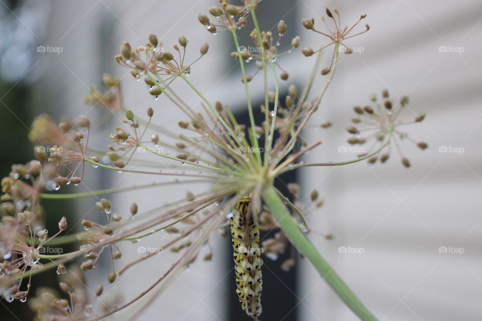 Caterpillar on dill plant 