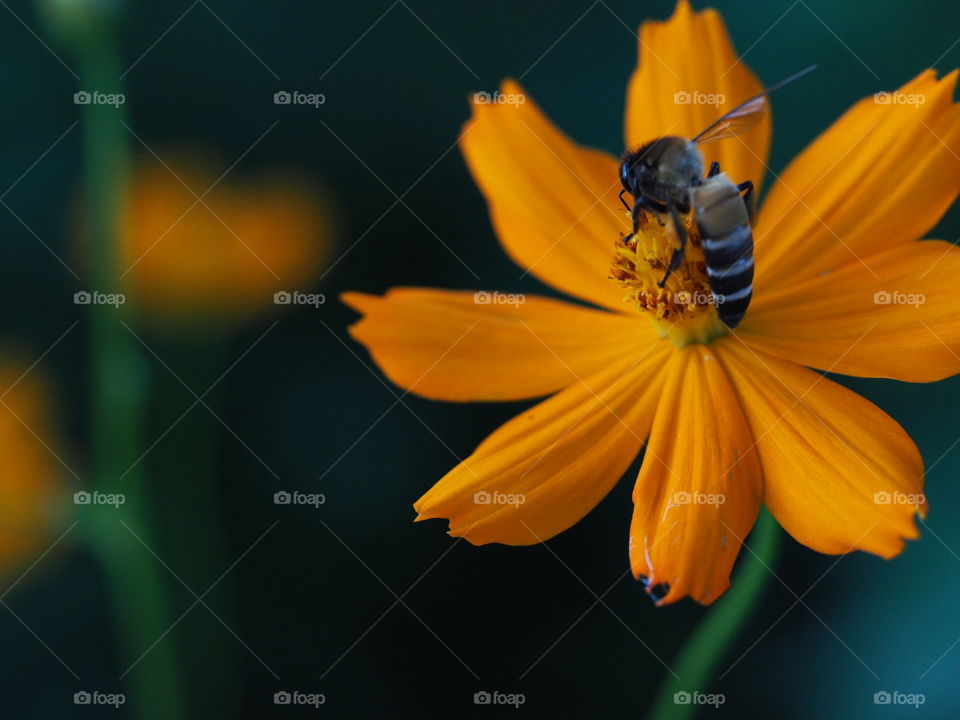 No Person, Nature, Insect, Bee, Flower