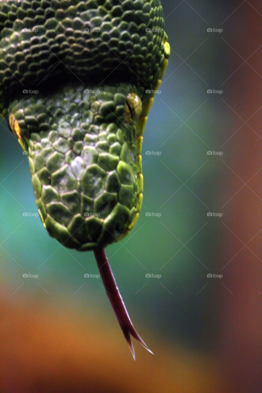 Portrait of a green tree python