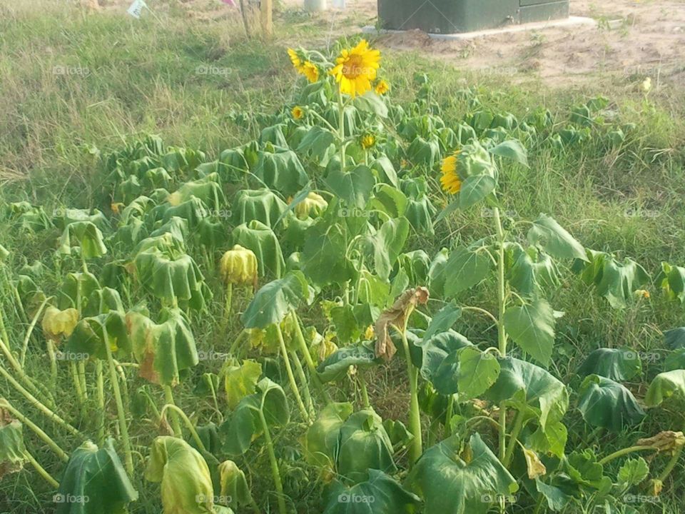 Sad sunflowers
