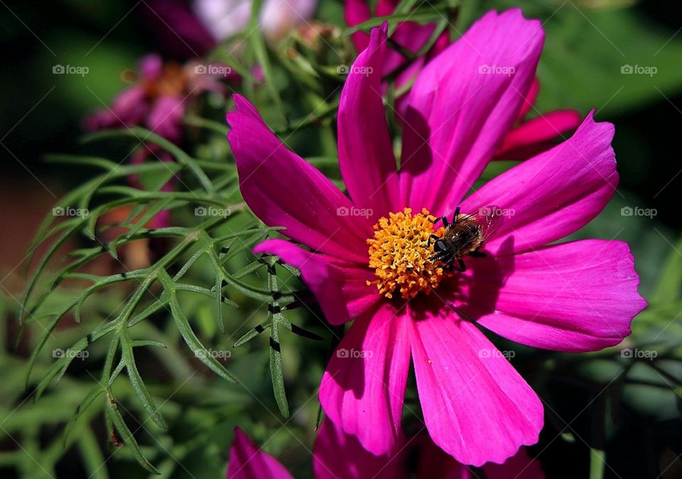 bee on the flover