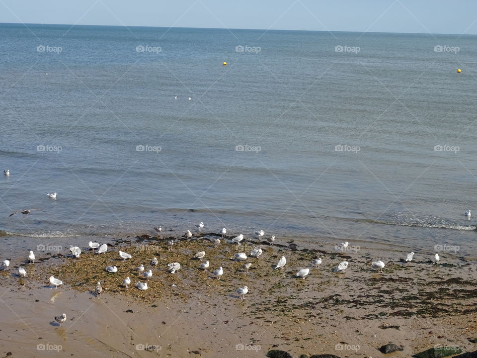 Seagulls grazing on the beach