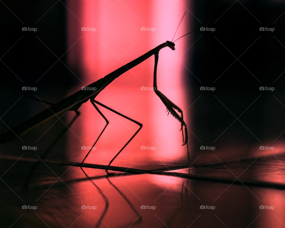 insect in red light