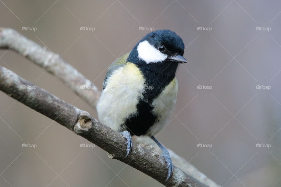 Great tit