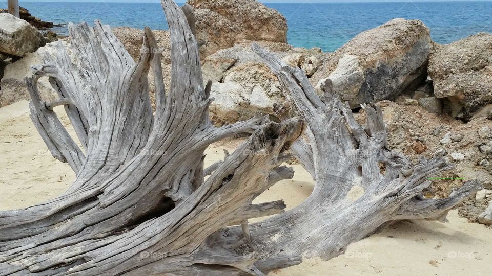 driftwood