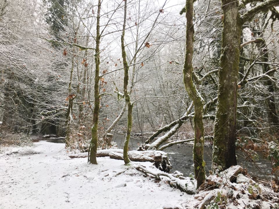 Snowy forest and water flowing