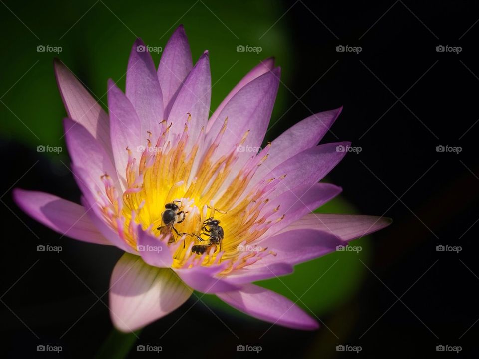Bees in the Flower