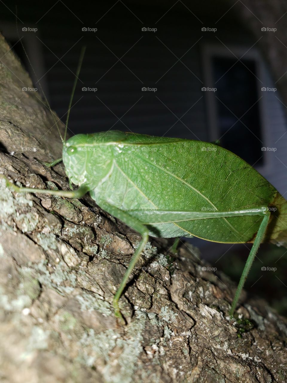 insect leaf bug