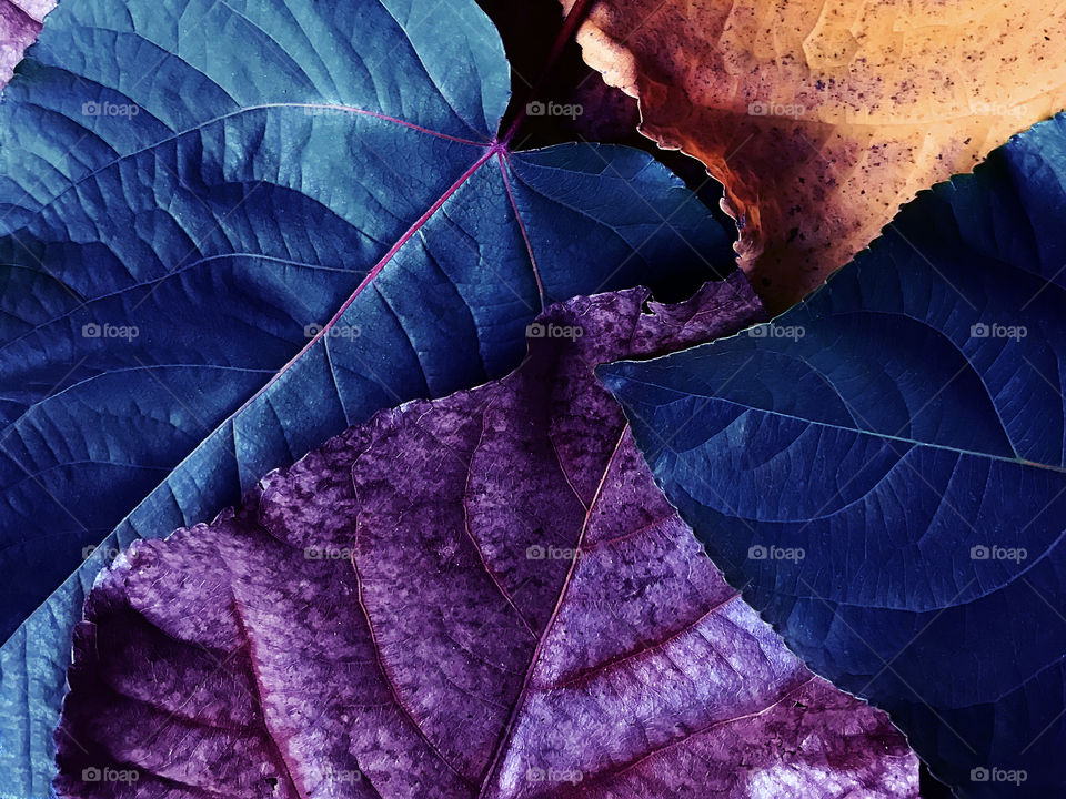 Natural background made of colorful fallen autumn leaves with veins 