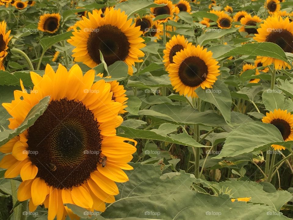 A field of beautiful sunflowers.