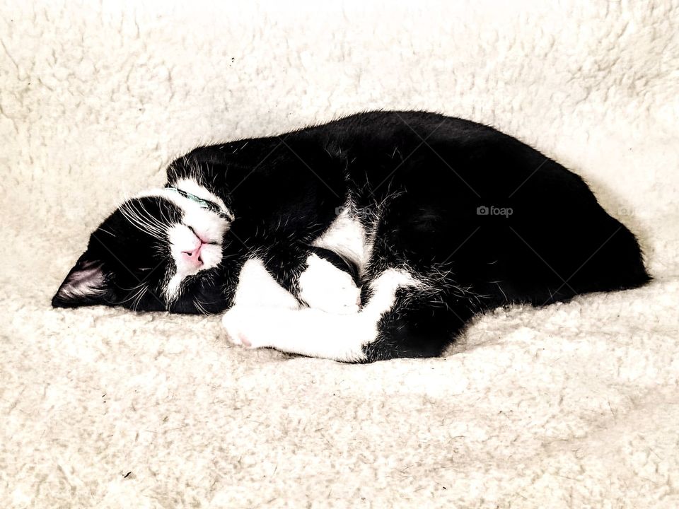 Tuxedo Cat Napping