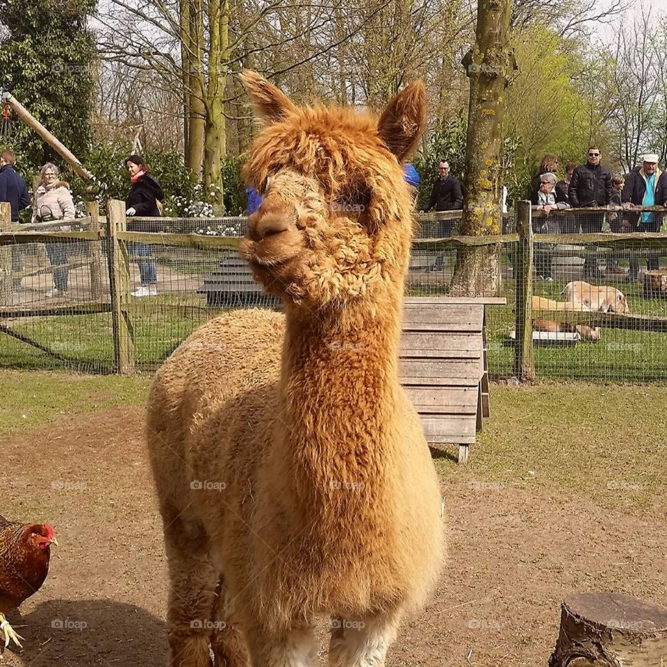 Smiling lama