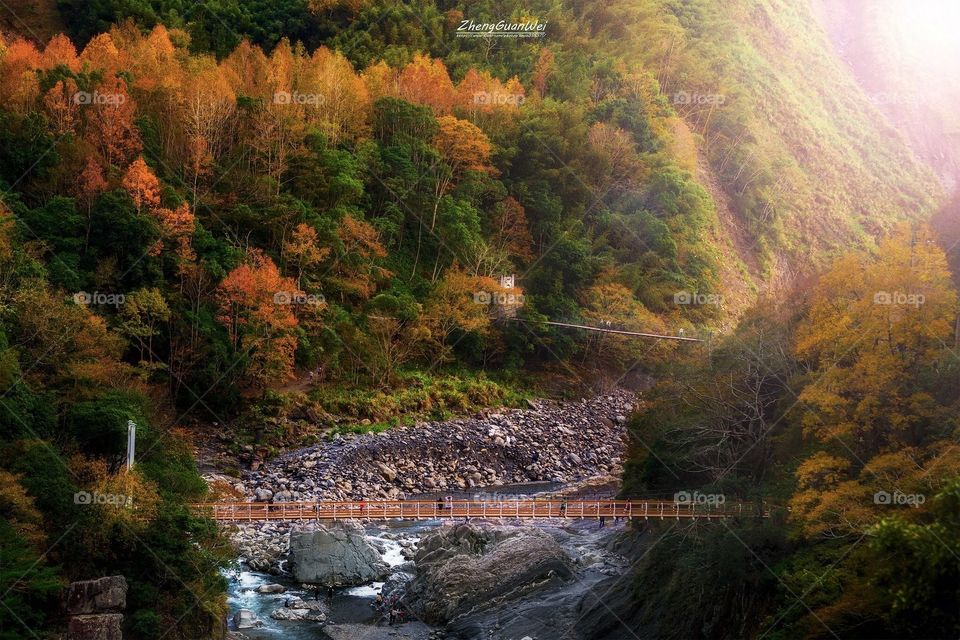 Taiwan autumn - Maple red