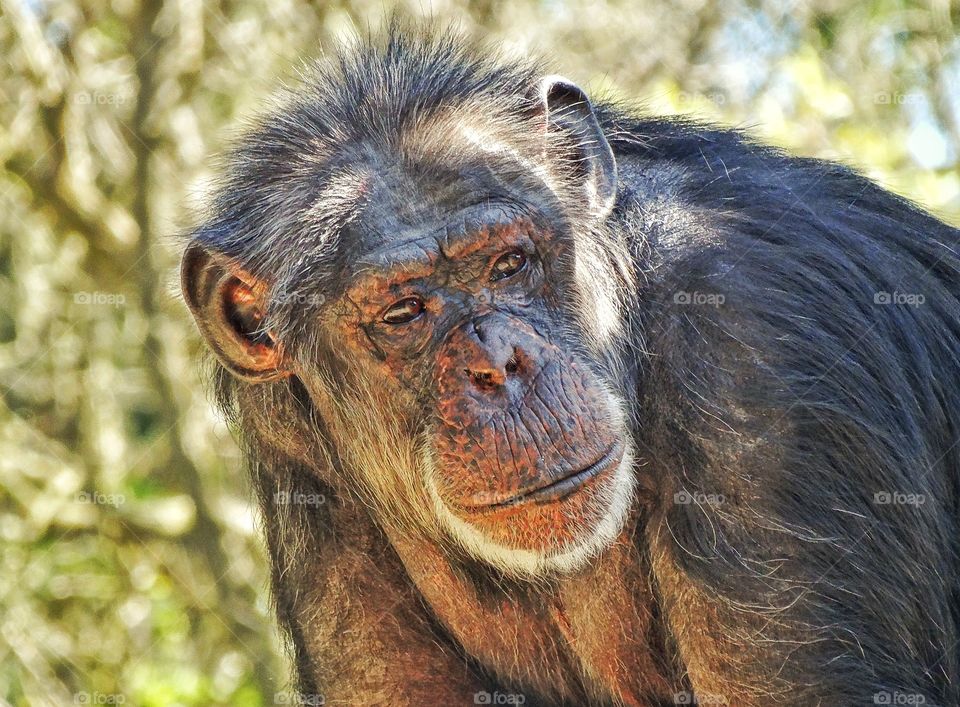 Curious Chimpanzee. Chimpanzee Curiously Exploring The Jungle
