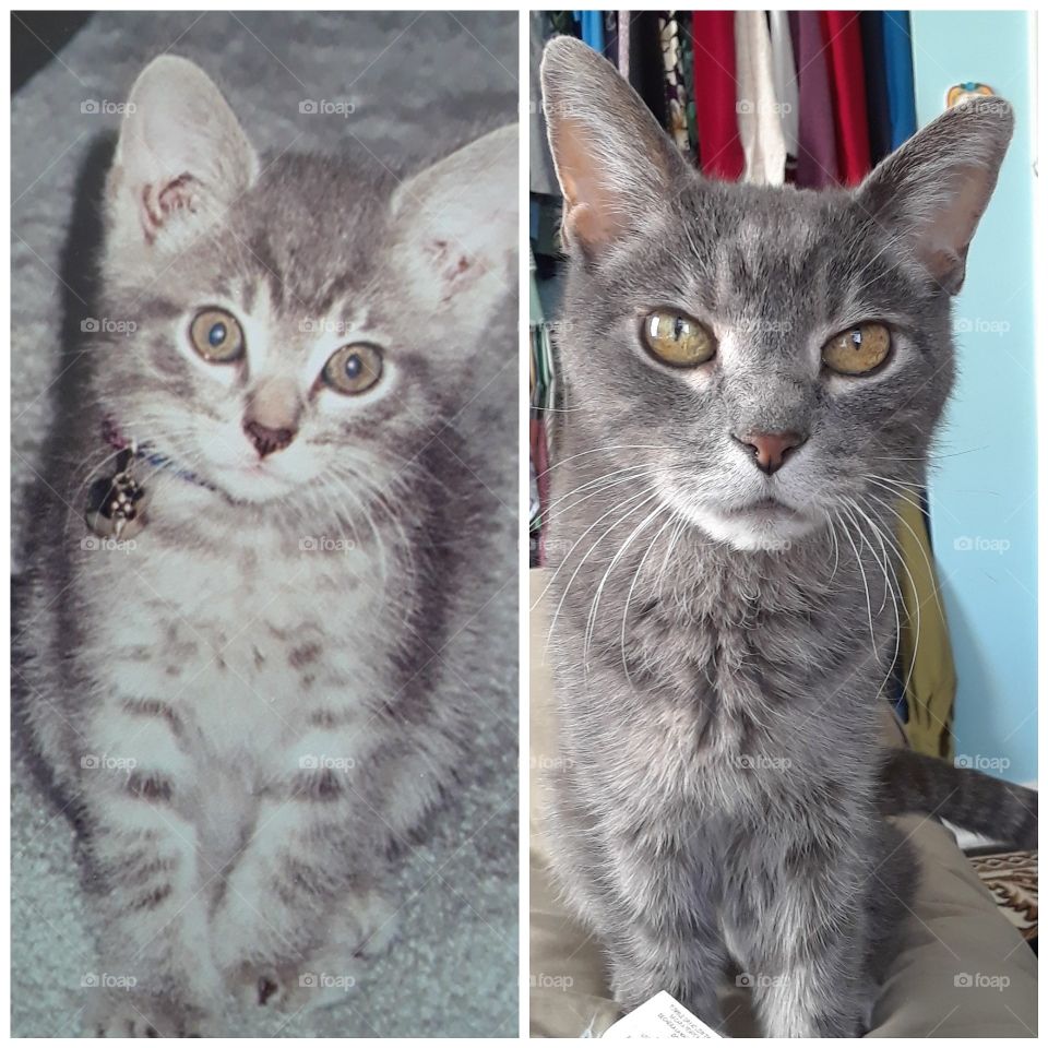 Tabby Cat  18 years later, as a kitten and as a senior Gray Tabby cat