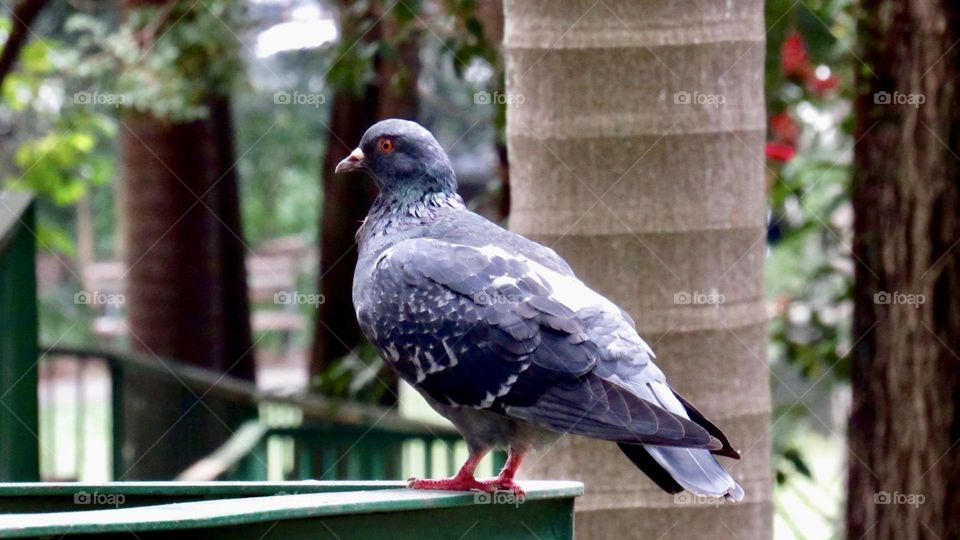 Close-up of a pigeon in the city park