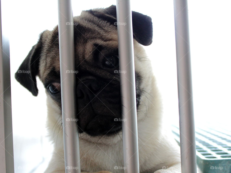 Sad pug