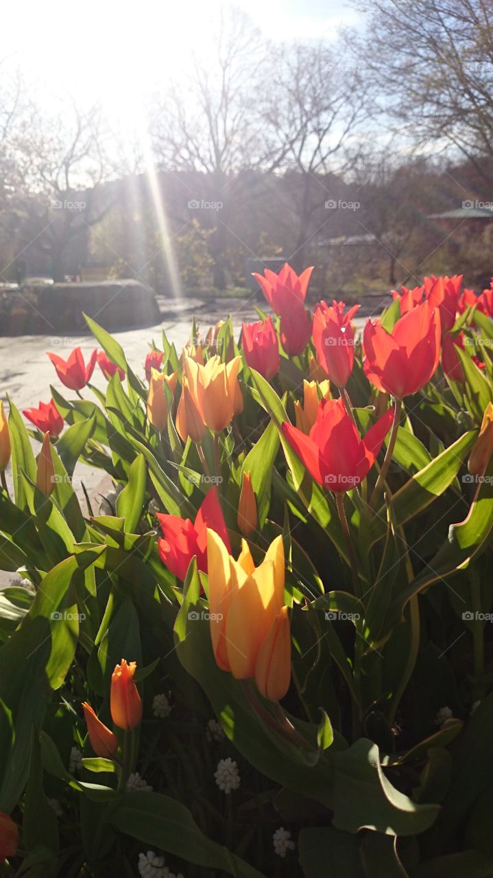 Tulips in the sunshine