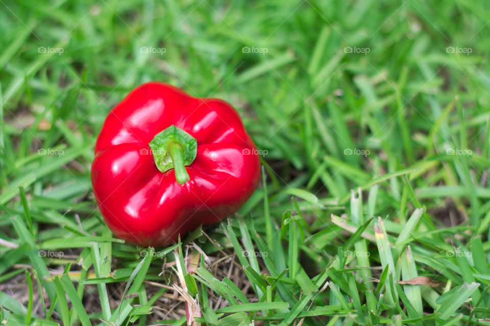 red bell pepper on grass