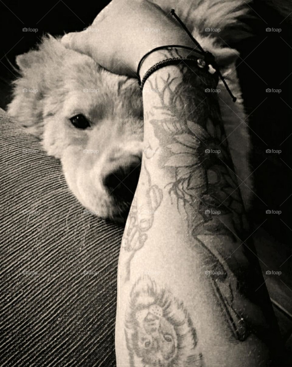 Hund & Hand