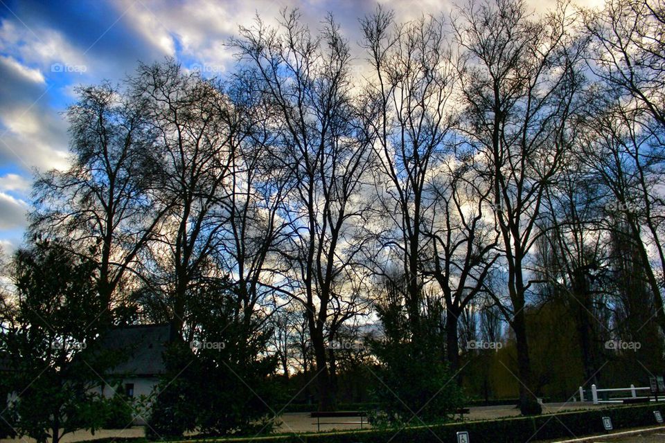 Sky through the trees