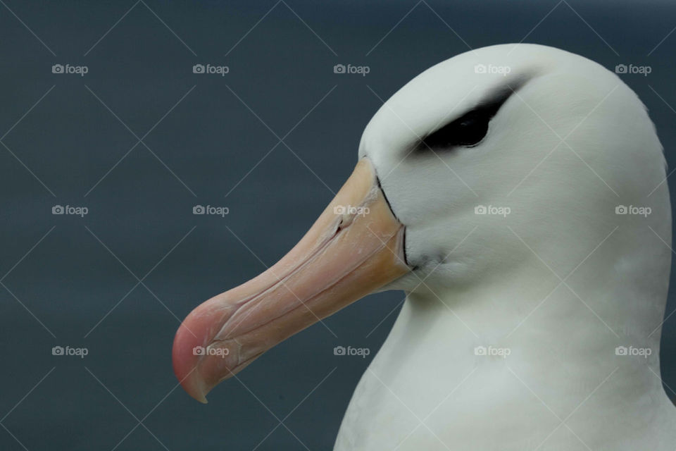 albatross black-browed by penguin