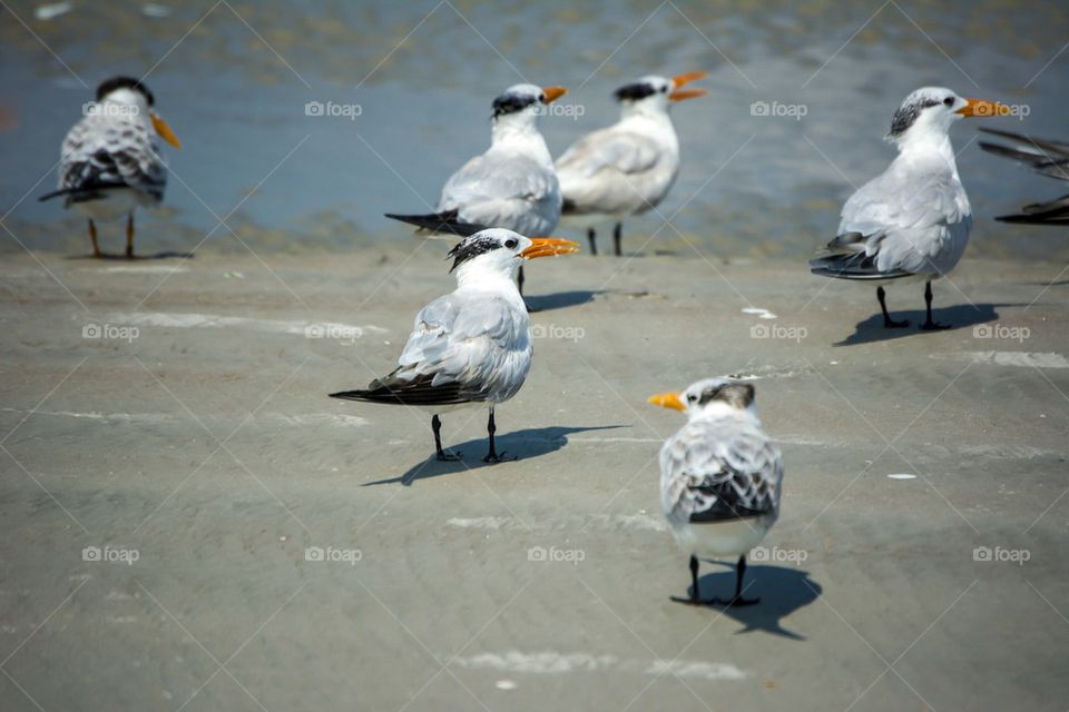 Seagulls