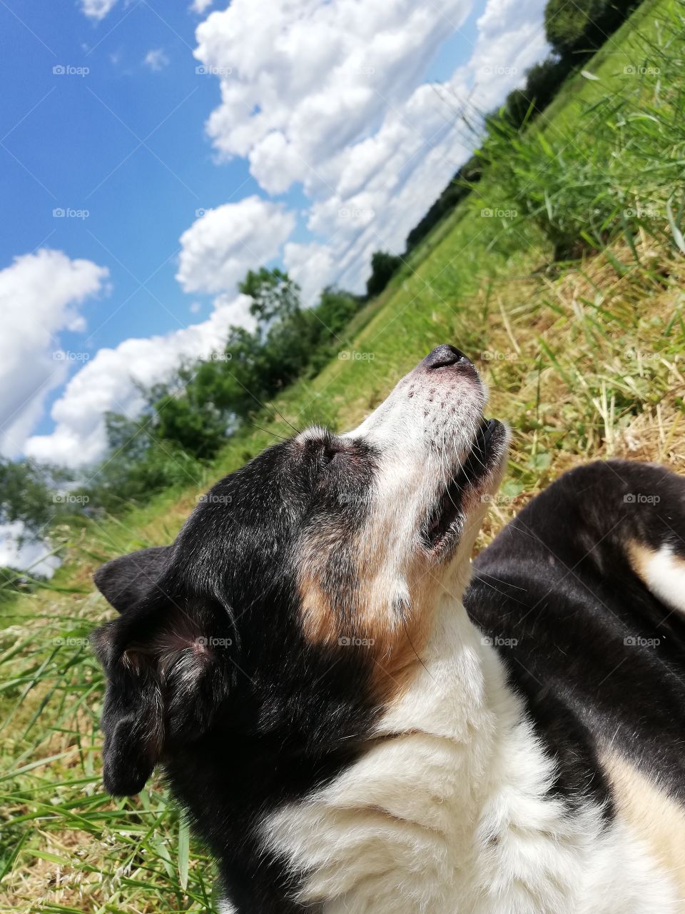 dog lying in a green field with blue sky