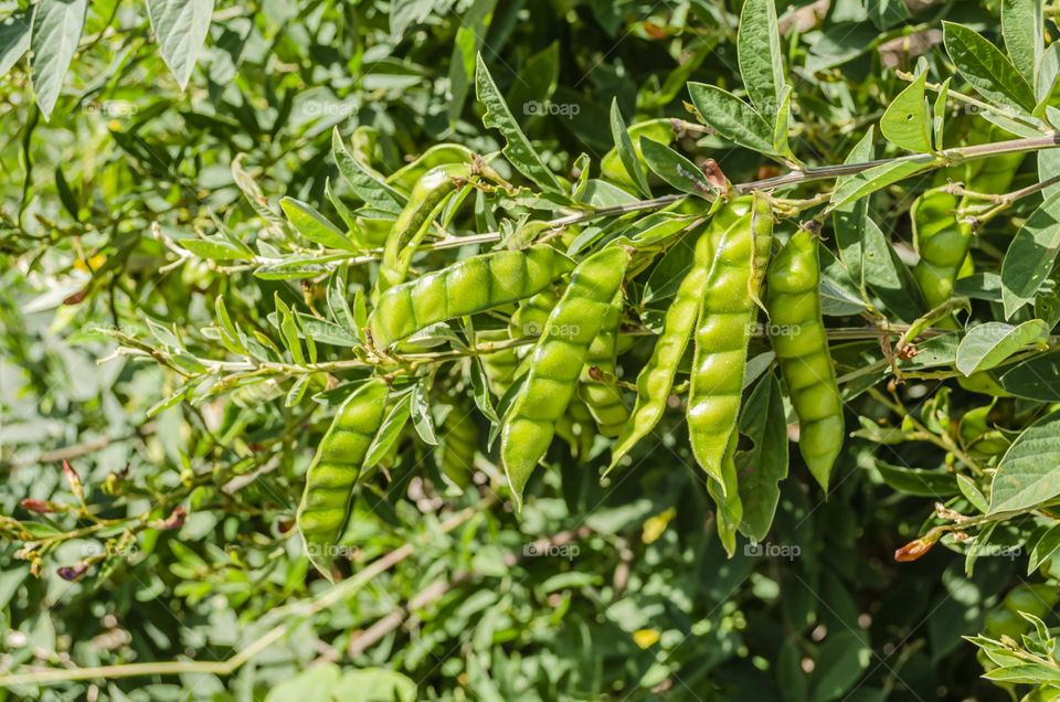 Pigeon Peas Pods On Yree