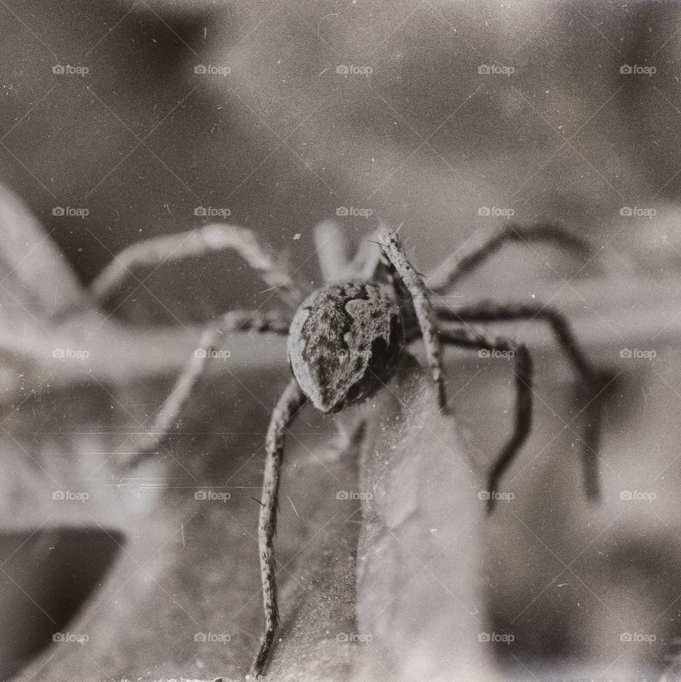 spider