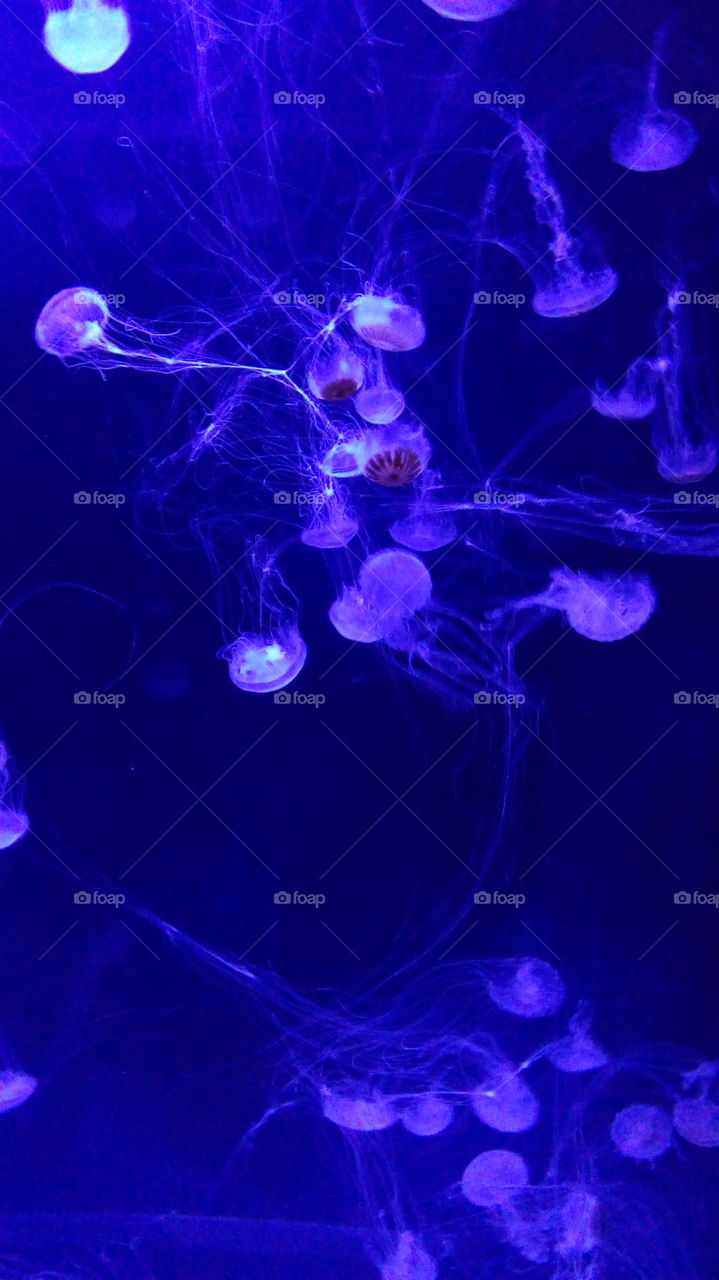 Sea, medusas
