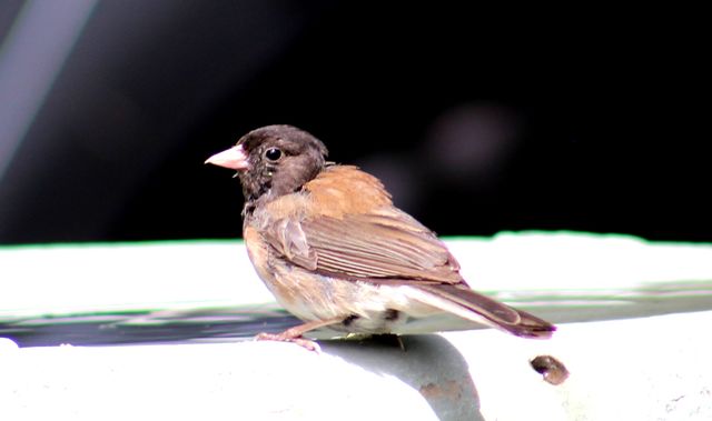 bird bath