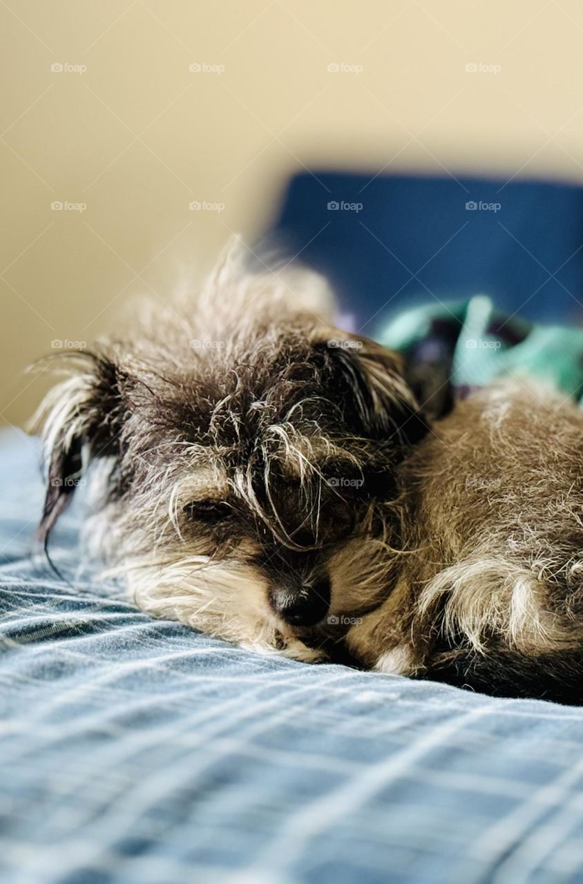 Our beautiful Penny is chillin on daddy and mommy’s bed, she’s waiting for mommy and o cuddle. 
