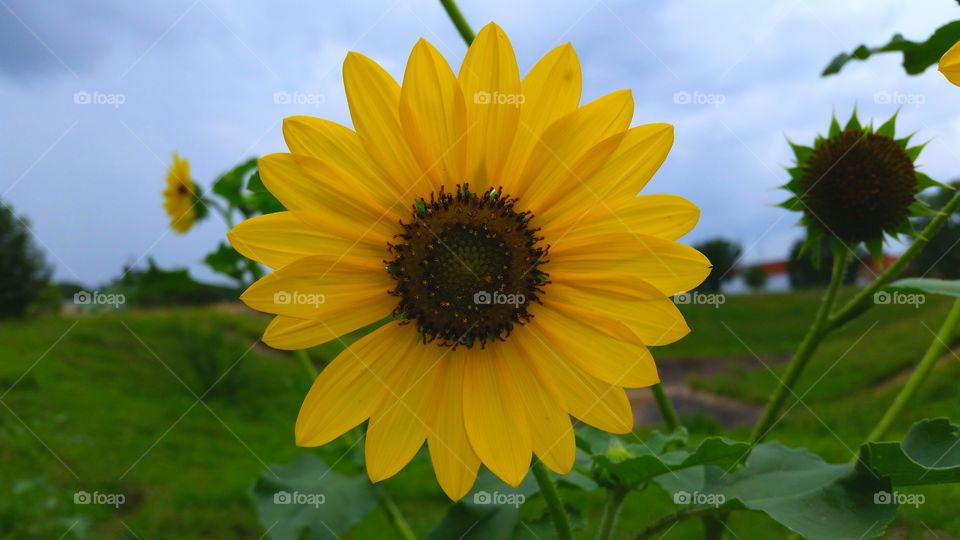 yellow flower. yellow flower