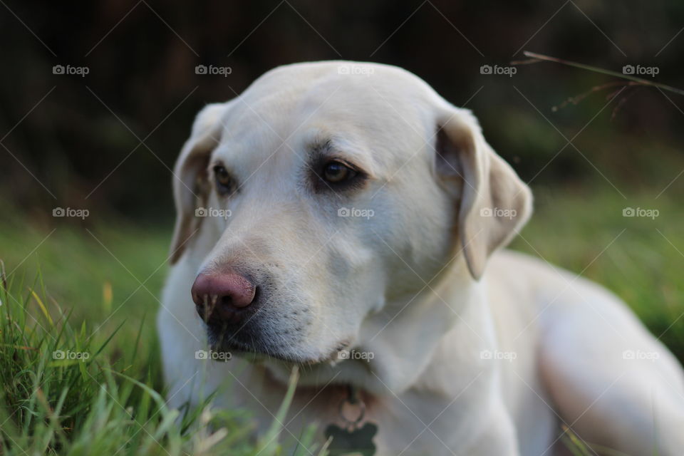 Close-up of a dog looking away