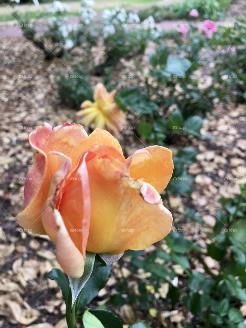 Orange rose