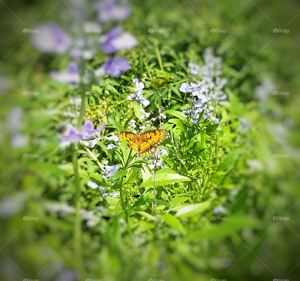 Beautiful Butterfly & Flower
