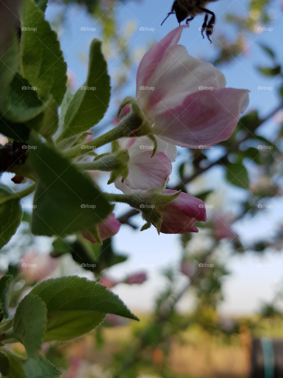 Beautiful apple flower