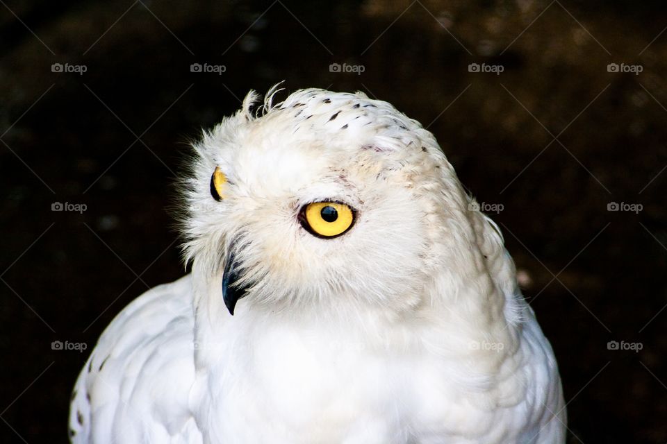 White owl
