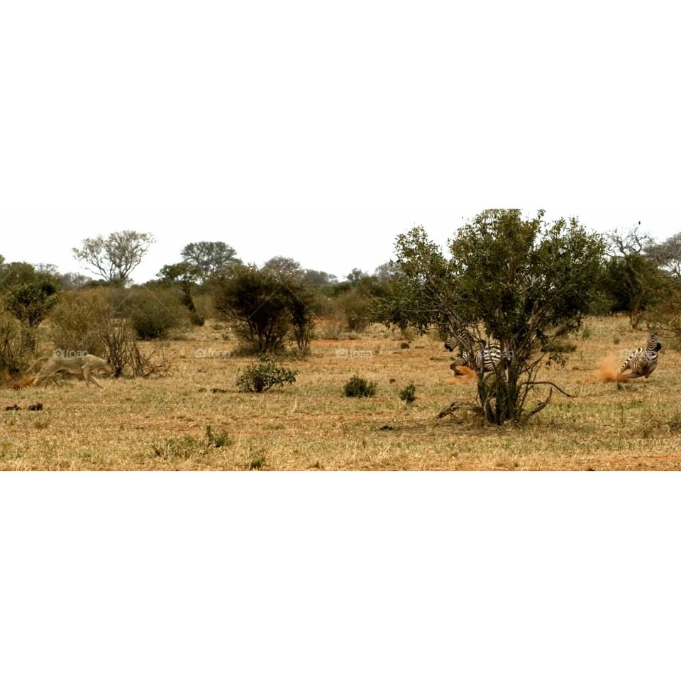 Lion pouncing on Zebra