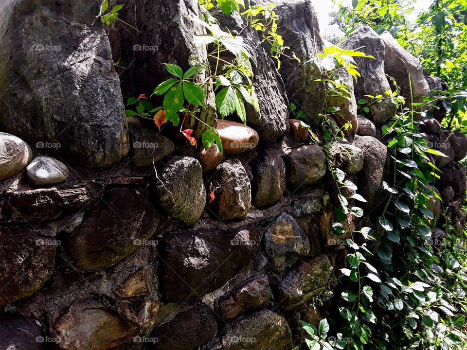 Stone wall and vines