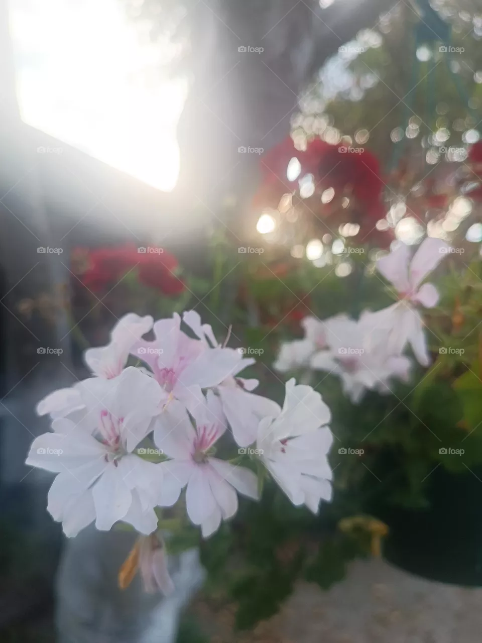 Beautiful flowers
