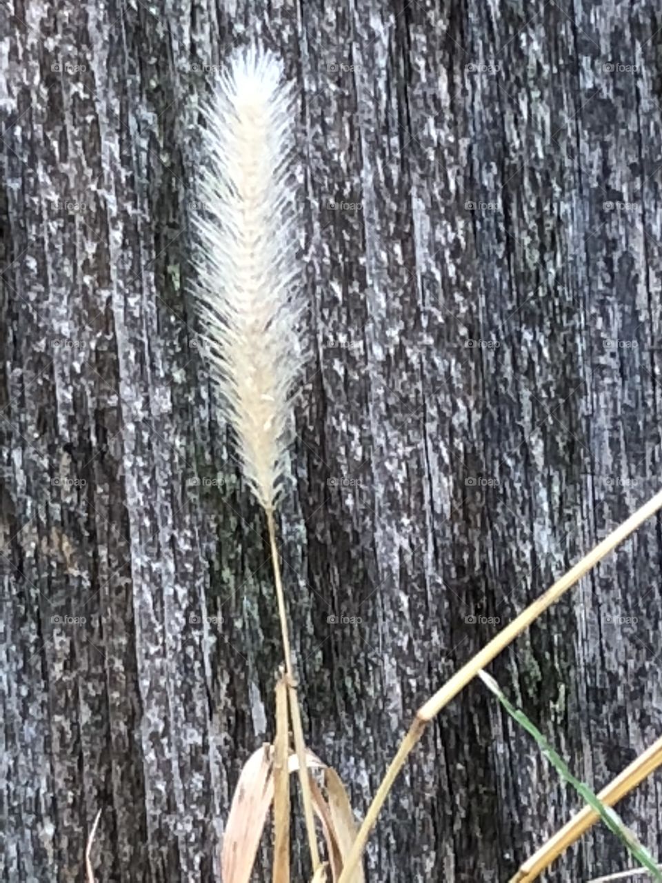 Fuzzy weed by wood fence