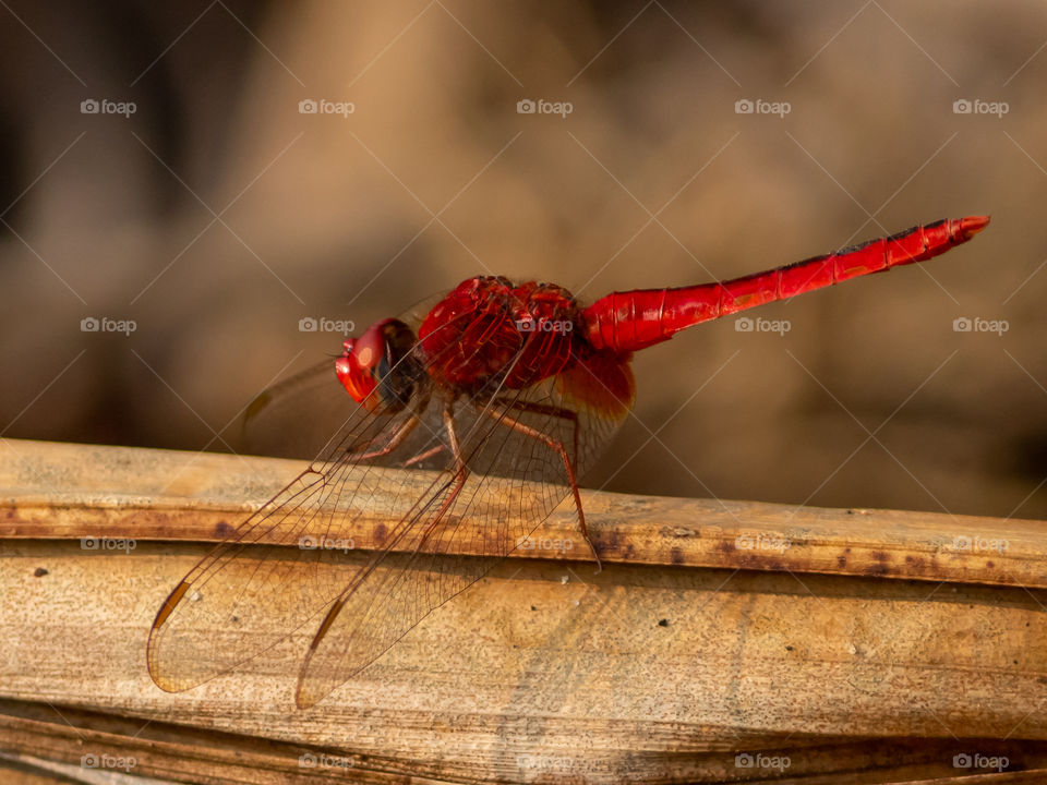 Red Dragonfly