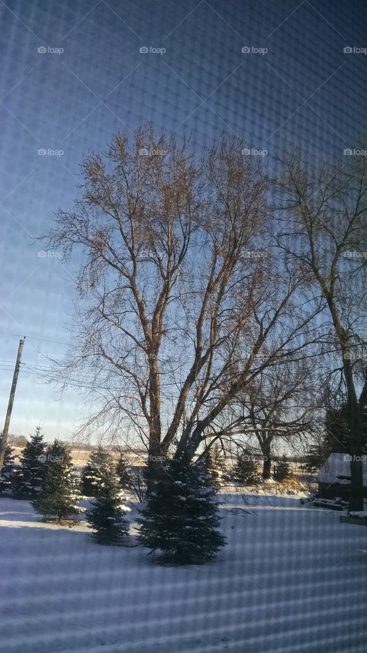 Tree, Landscape, No Person, Weather, Outdoors