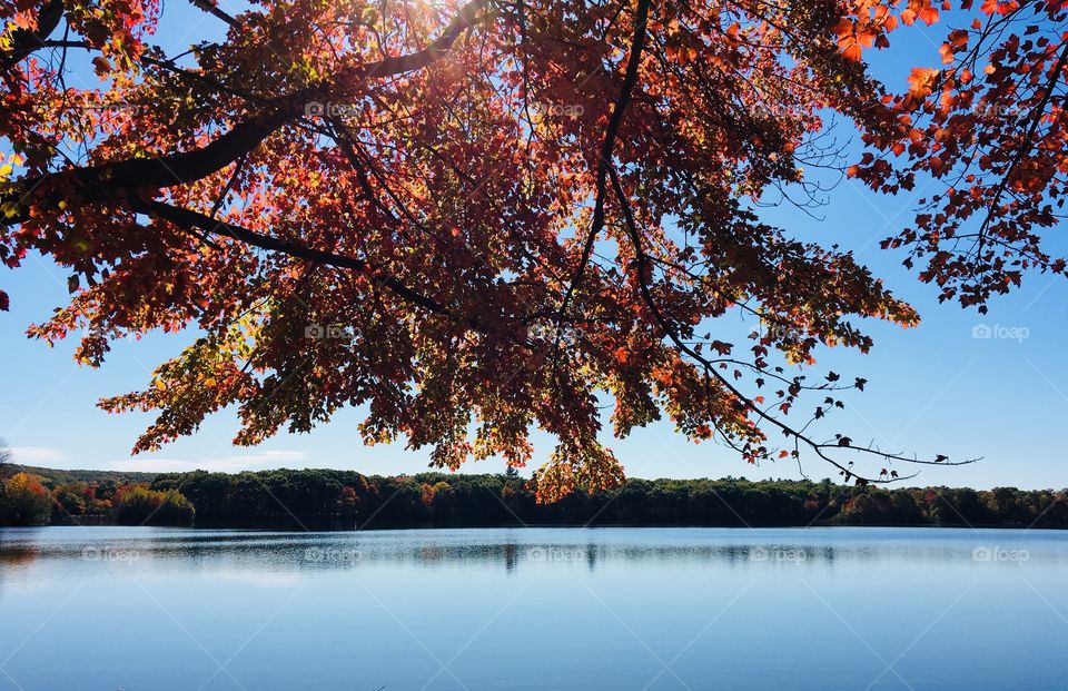 Beauty of fall foliage 