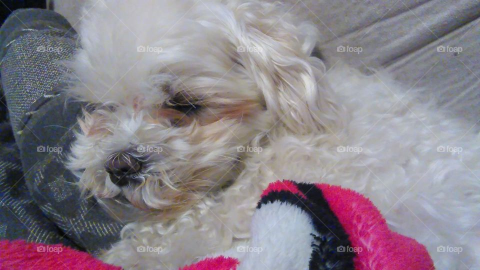 My Maltese dog Zoey likes to sleep away the afternoon.