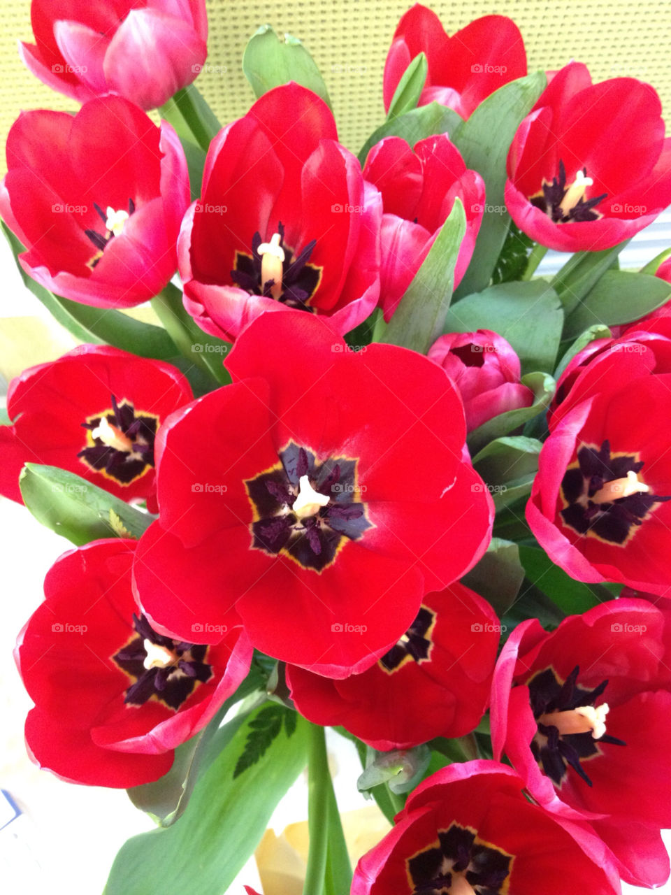 flower red love tulip by cataana
