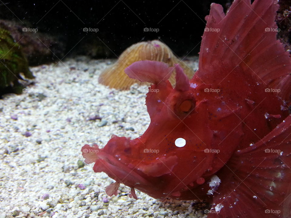Red fish on a white sandy ground. Underwater image.