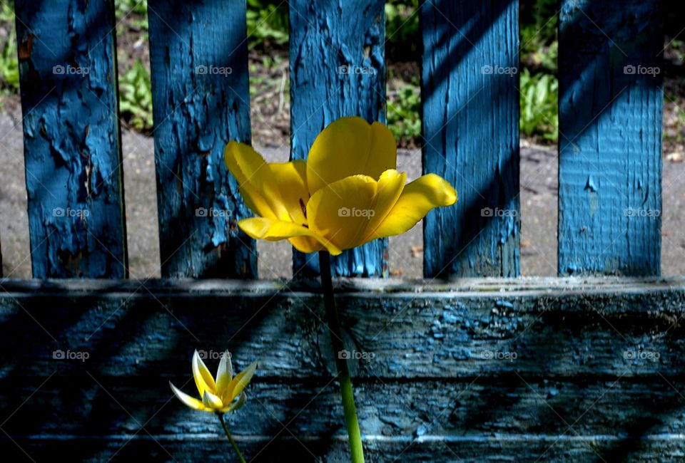 tulips,blue and yellow